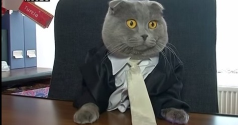 Un chat a été nommé à la tête d'une entreprise en Roumanie