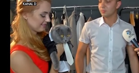 Un chat a été nommé à la tête d'une entreprise en Roumanie