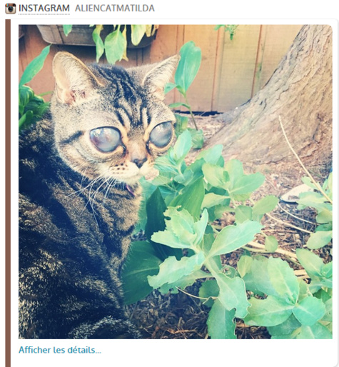 Les yeux étranges de ce chat lui valent d'être surnommé "alien"