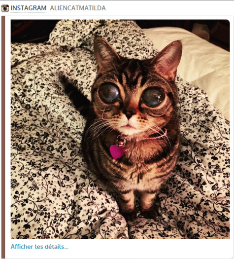 Les yeux étranges de ce chat lui valent d'être surnommé "alien"