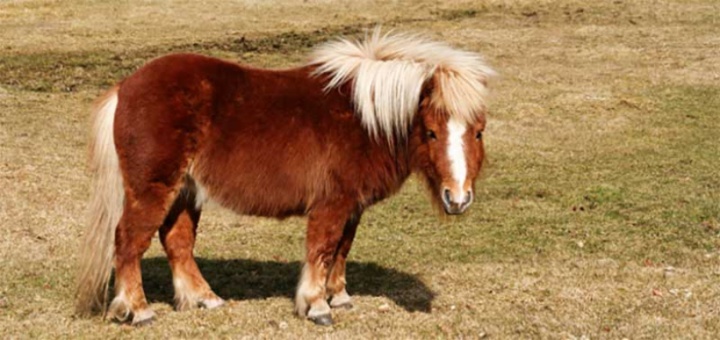 Paris – Un homme de 74 ans surpris en train de violer un poney dans un centre équestre