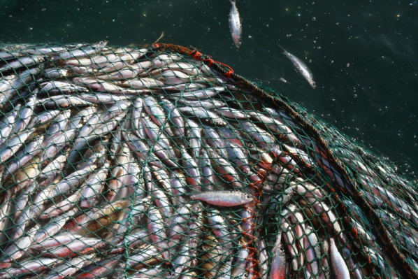Sanction contre la pêche illicite : Le Sénégal corse l'addition
