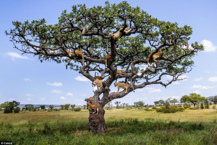 Pour fuir une nuée de mouches, ces 15 lions ont décidé de finir leur sieste... dans un arbre