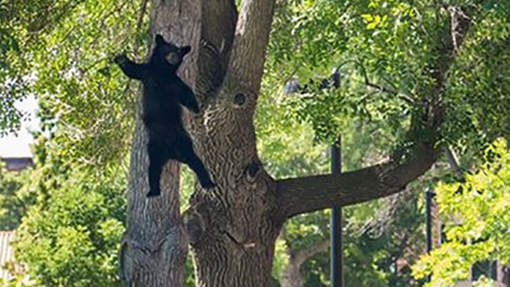 Un ours "tombé du ciel" au Colorado, clap deuxième