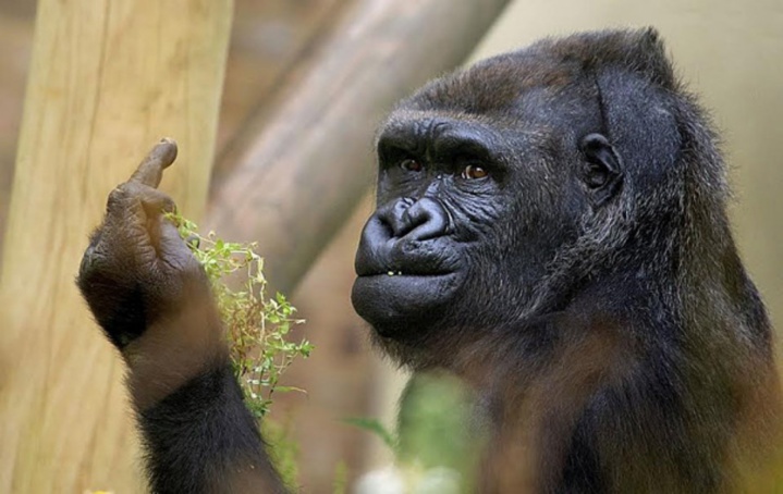 Quand un gorille fait un doigt d'honneur aux visiteurs d'un zoo
