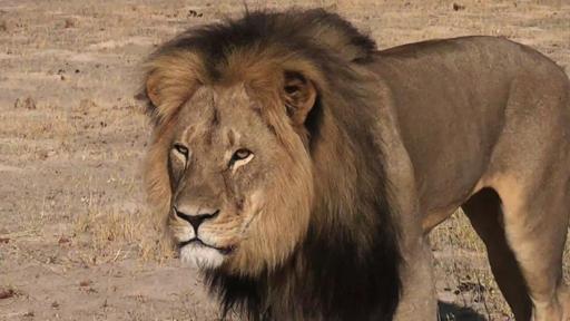 Mort du lion Cecil: deux Zimbabwéens attendus devant le juge sans leur client américain
