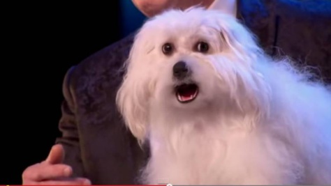 Britain's got talent 2015 : Le chien qui parle, chante et miaule