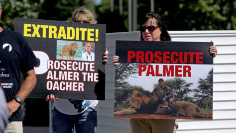 Mort du lion Cécil : Le Zimbabwe veut l'extradition du chasseur américain