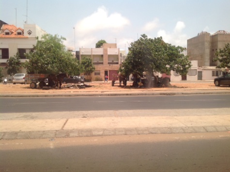 Les Charrettes prennent d’assaut les boulevards de la Capitale - Par Amadou F. Canar Diop