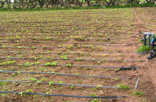Papsen : 50 techniciens formés dans le système de goutte à goutte pour booster la production horticole
