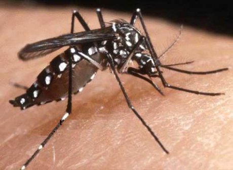 Centrafrique : une nouvelle molécule pour lutter contre le paludisme