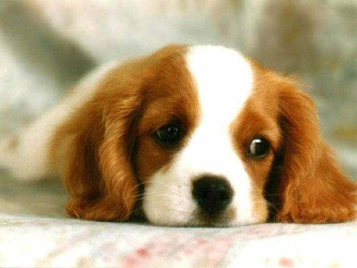 Un homme maltraite son chien, tout l'immeuble l'entend ! Son voisin lui laisse un mot pas comme les autres pour qu'il cesse cet acte ignoble !