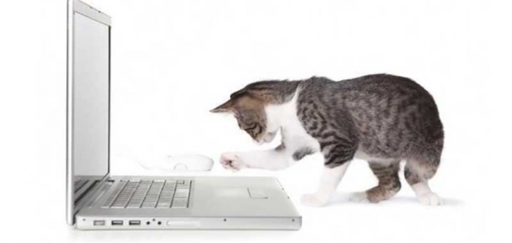Un PC portable réservé... aux chats !