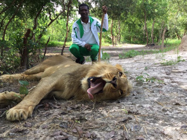 Le ministre Mary Teuw Niane se promène avec des lions