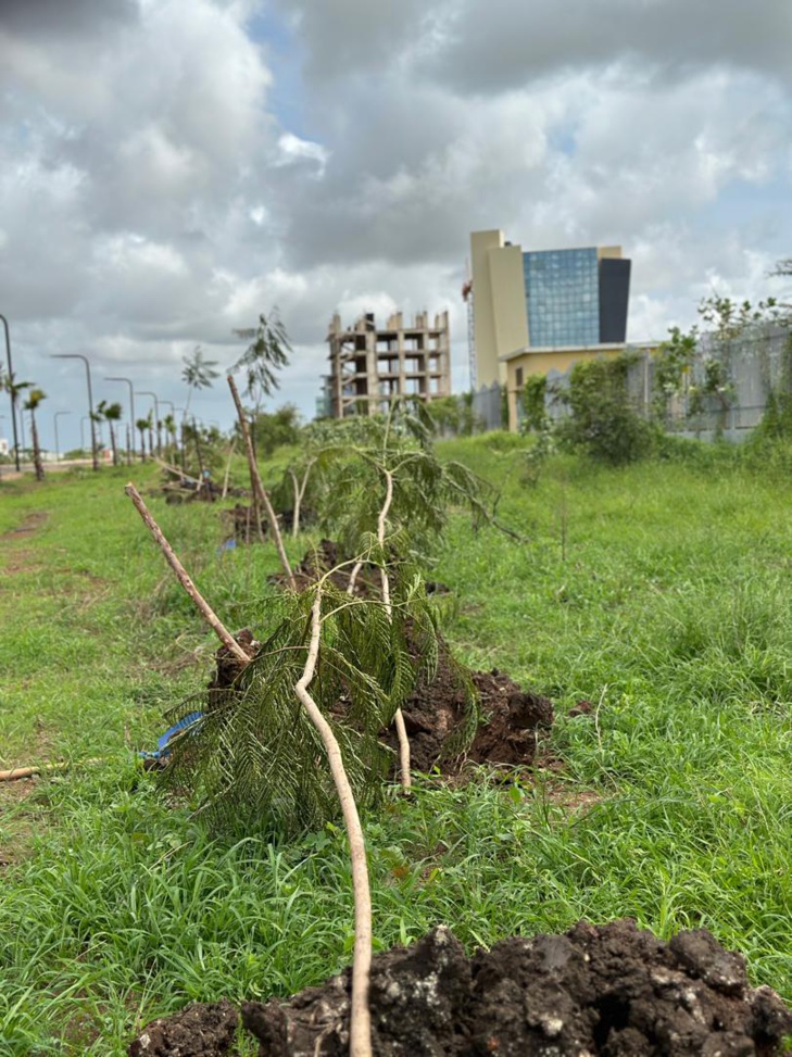 Photos/ Journée de verdissement de la DGPU : Plus de 3000 arbres plantés pour rendre le Pôle vert et durable