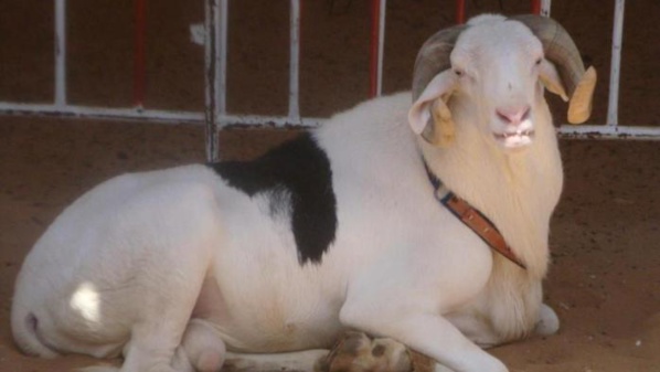 Aïd el-Kébir: Pourquoi les moutons coûtent si cher 