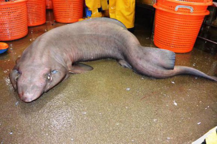 Ils pêchent une créature étonnante au large de l'Ecosse