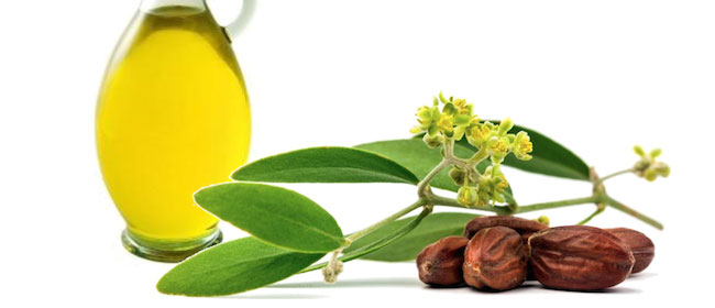 L’huile de jojoba, une alliée pour votre peau