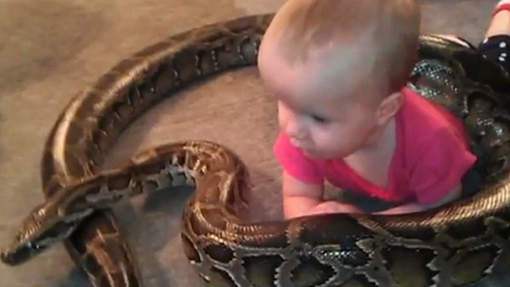 Un bébé mord un serpent et le tue Un bébé mord un serpent et le tue
