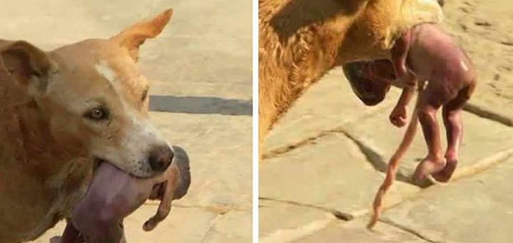 Un chien sauve la vie d’un bébé abandonné