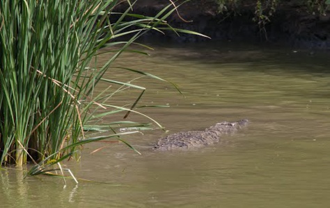 Alerte à Bignona : un groupe de crocodiles sème la terreur au barrage d'Afignam