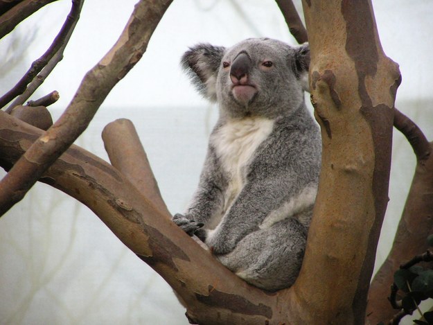 32 koalas complètement défoncés