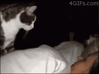 29 chats qui veulent voir le monde brûler