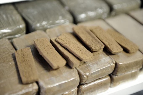 Trafic de chanvre indien : Deux dealers tombent avec 100 kilos