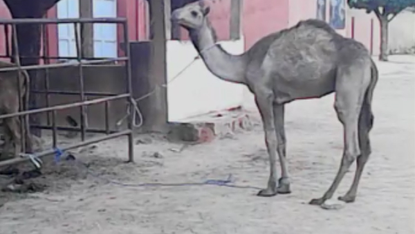 Vidéo: Magal des prisonniers de Thiès, le Berndé Royal de Yoro Sidibé 