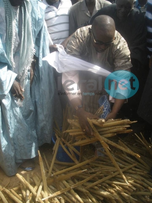 L'appel de Serigne Cheikh Saliou Mbacké pour les travaux champêtres 2015 du Daara de Lagane