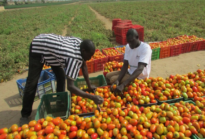 Horticulture au Sénégal : Un levier stratégique pour la souveraineté alimentaire, selon le ministre de l’agriculture