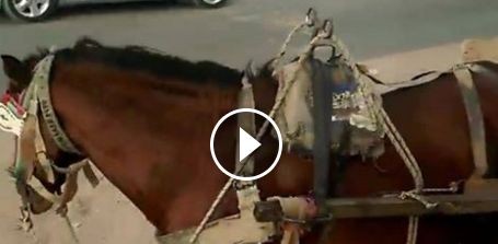 Ce que cet homme fait avec son cheval est extraordinaire. Regardez !