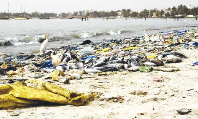 Protection du littoral :  La Mairie de Yoff porte plainte contre les pollueurs
