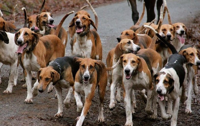 Kolda - 155 cas de morsures de chiens, en l’espace d’un an : Les acteurs prévoient une opération d’abattage de chiens errants