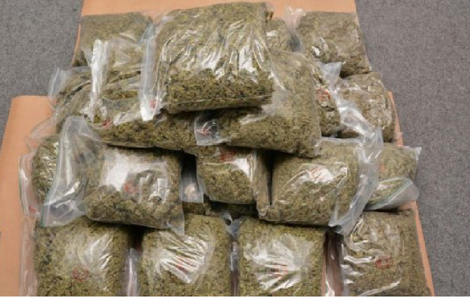 Kaolack : arrestation d’un individu en possession de onze kilogrammes de chanvre indien