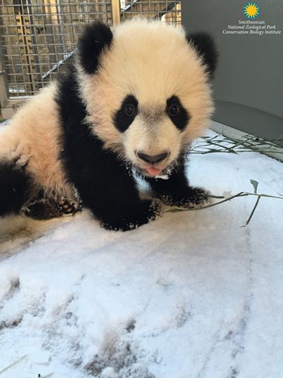 12 animaux qui s’éclatent dans la neige après la tempête aux États-Unis