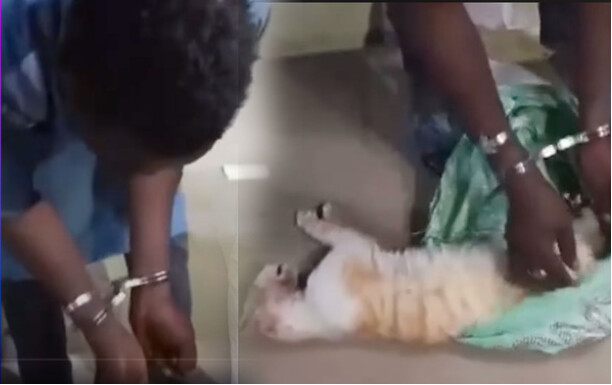 Médina / Arrêtés avec un chat égorgé : Les deux Nigériens vendeurs de "Dibi Haoussa", passent aux aveux