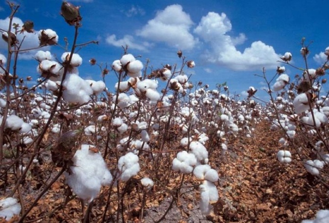 Renforcement des Filières cotonnières africaines : Le Sénégal honoré d’accueillir l’édition 2025