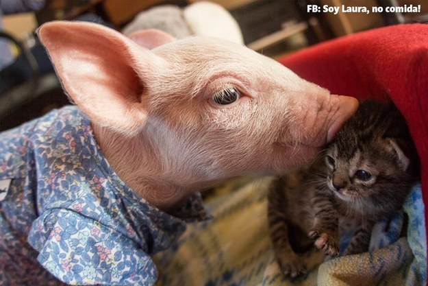 Ce porcelet et ce chaton sont les meilleurs amis du monde