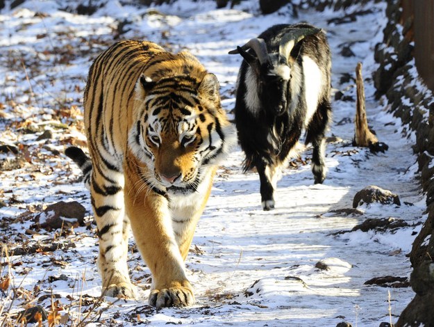 Le tigre et le bouc qui étaient amis se sont disputés