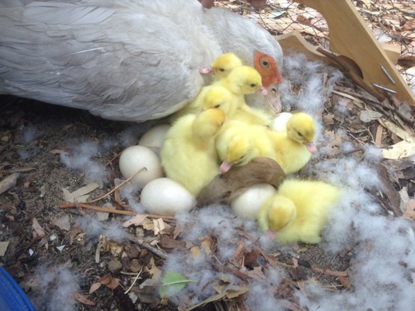 Un bébé marsupial emménage avec une famille de canards et c’est chou