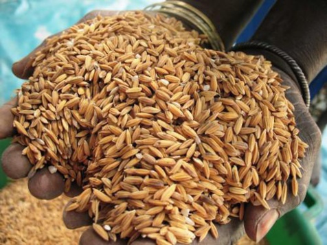 La campagne agricole de 2015 : la science, la magie et Boy djinné - Par Amadou Ndiaye