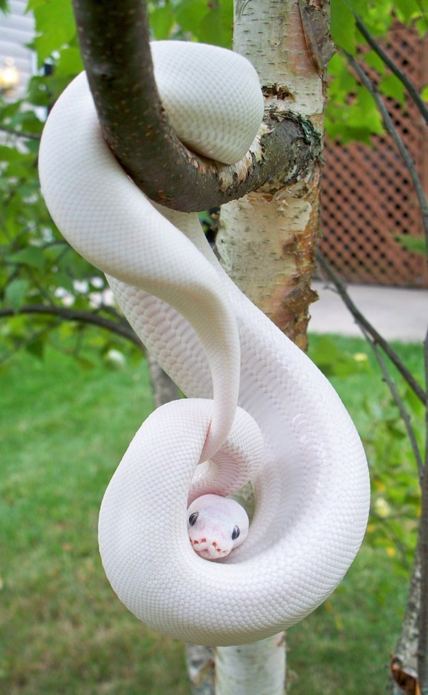 29 animaux albinos qui vont vous faire craquer