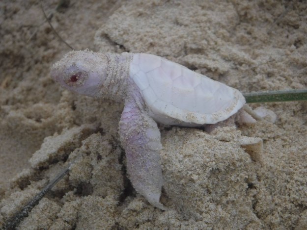 Voici Alby, une tortue albinos extrêmement mignonne