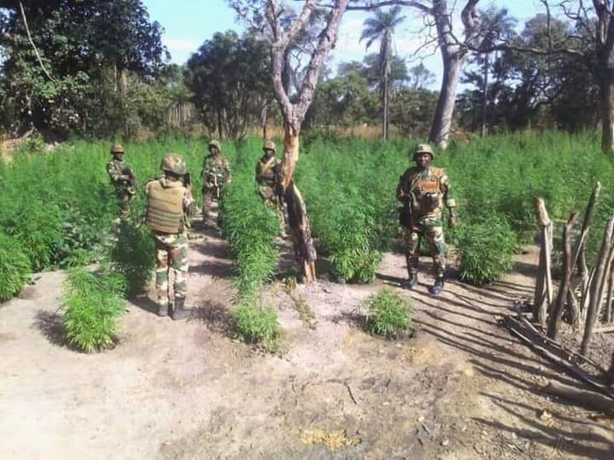 Lutte antidrogue en Casamance : Près de 400 hectares de chanvre indien détruits dans les îles Karones
