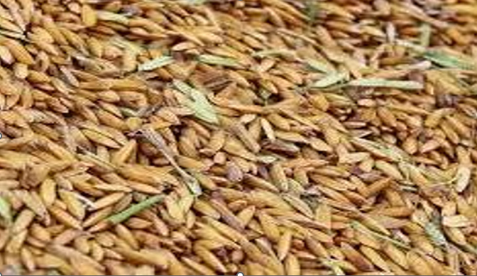 Vallée du fleuve Sénéga/ La longue marche du paddy vers l’autosuffisance: Quand se pose l’éternel défi de la productivité agricole