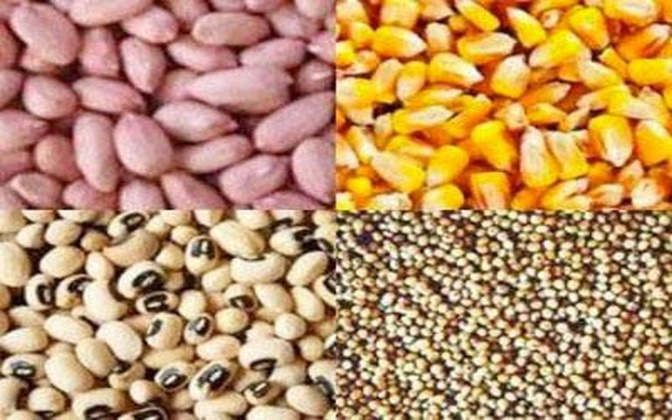 Diourbel-campagne agricole : l’hivernage s’installe, mais les semences se font attendre