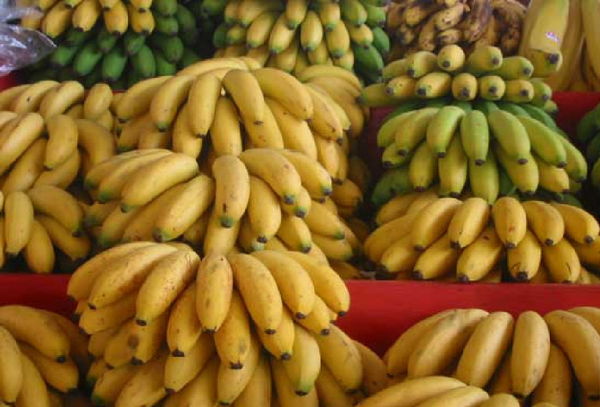 La banane : Une filière en plein essor vers 2029, selon un post du Ministre de l’Agriculture   Dr Mabouba Diagne