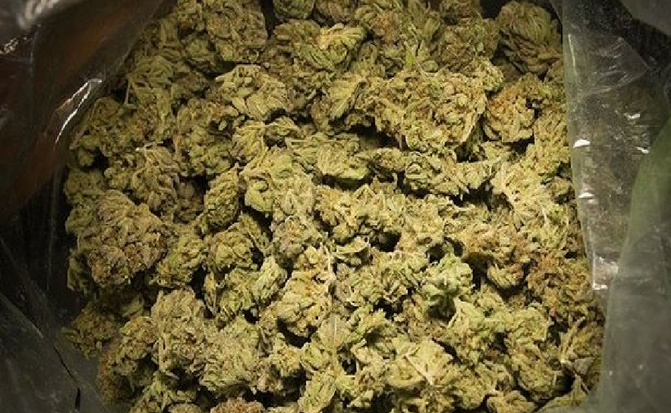 Thiès-Interpellation et importante saisie : 2,5 kg de chanvre indien interceptés, un homme arrêté pour trafic de drogue