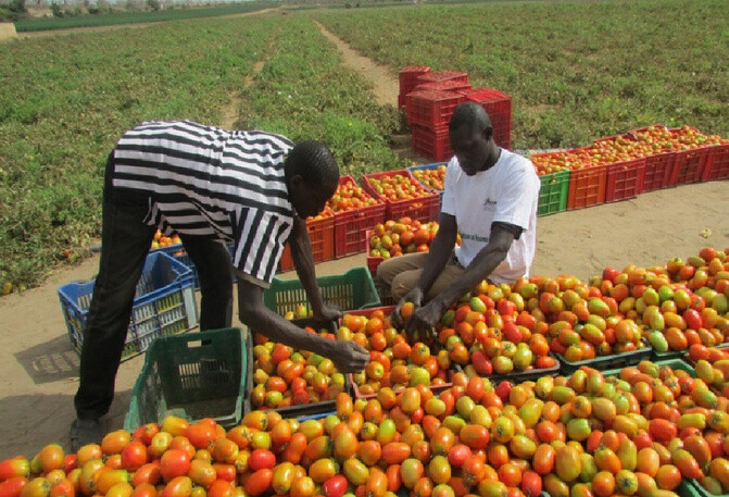 Horticulture et croissance : Un forum national annoncé pour structurer un levier stratégique